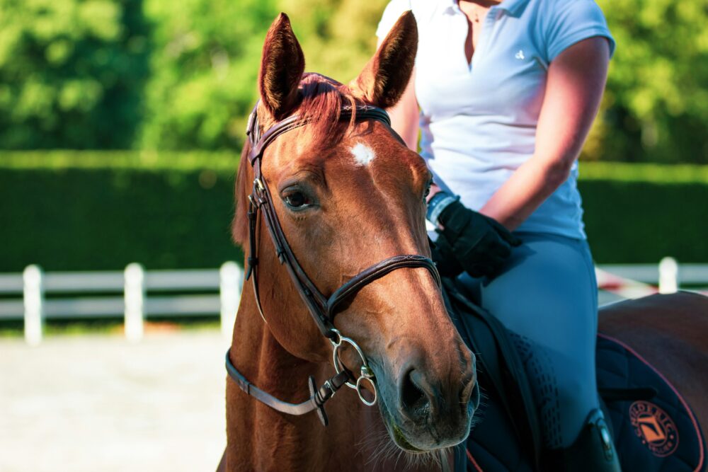 Equine Allergy Relief