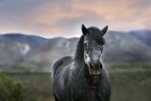 Managing Cushing’s Disease in Horses