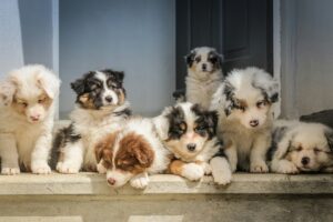 natural heartworm prevention and holistic deworming solutions